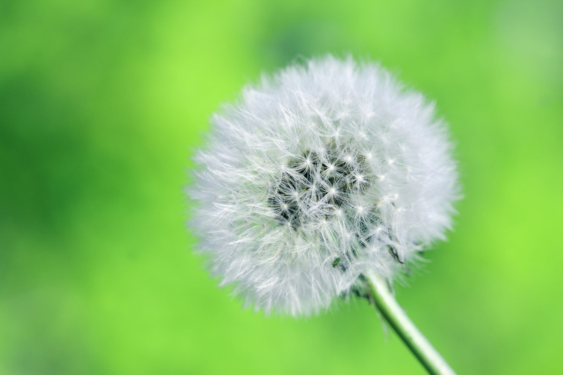 botany, inflorescence, white, close, spring, fluff, plant, blow, life, flower, flowering plant, fragility, dandelion, close-up, uncultivated, dandelion seed