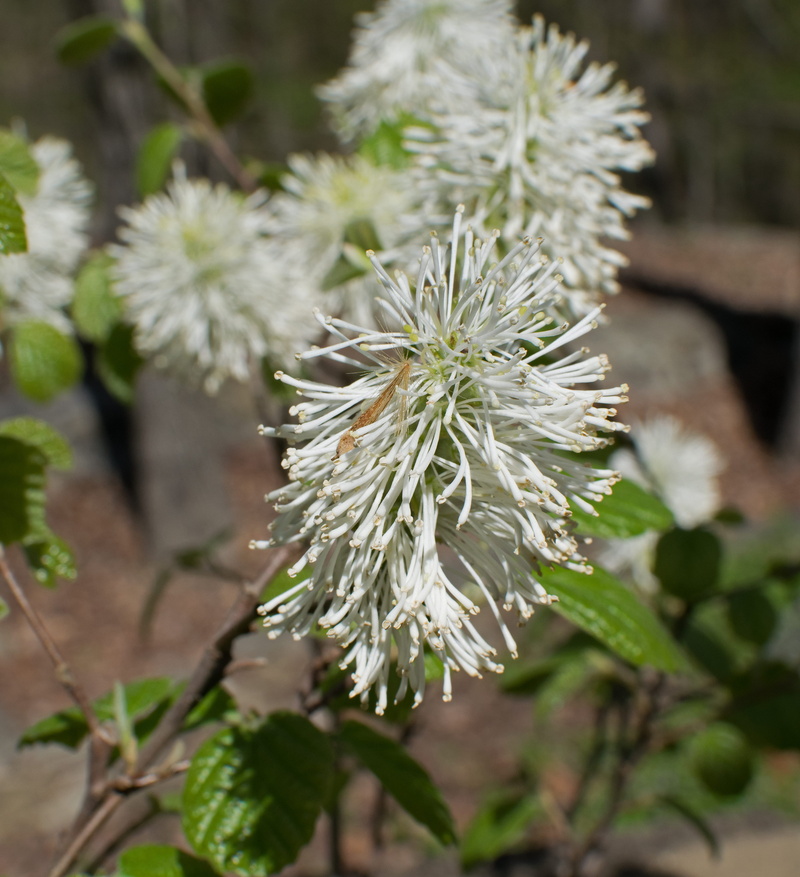 inflorescence, nature, petal, oak ridge, leaf, 4K, close-up, flower head, day, freshness, plant, outdoors, white, no people, vulnerability, shrub, growth