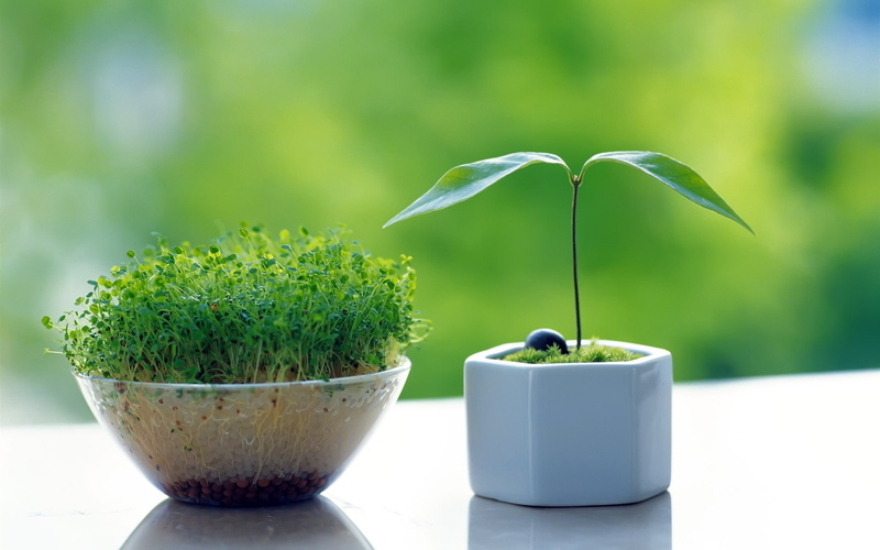 day, food, leaf, gardening, healthy eating, flower pot, Grass, focus on foreground, Vase, Windowsill, close-up, green color, White, potted plant, beauty in nature