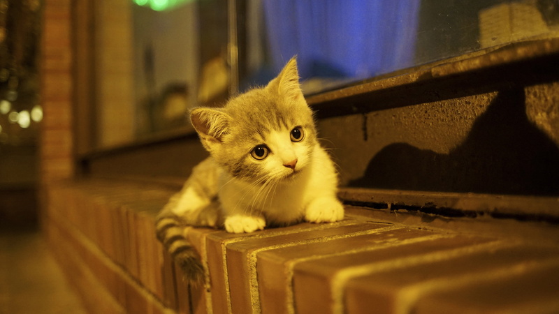 2K, baby, kitty, on the windowsill
