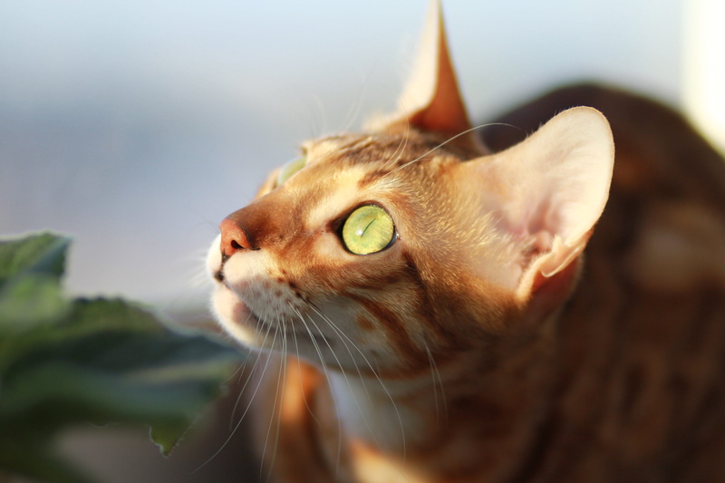 tabby, domestic, day, 5K, animal themes, animal head, animal eye, looking, looking away, feline, pets, breed, domestic animals, one animal, animal, mammal