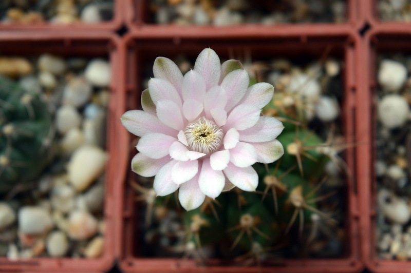 growth, needles, focus on foreground, cactus, outdoors, indoor, pollen, gymnocalycium anisitsii, flowers on the windowsill, 5K, flower head, plants, beauty in nature
