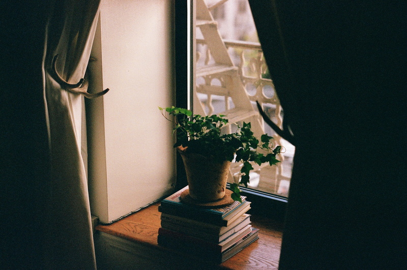 flowering plant, flower arrangement, architecture, no people, green, potted, bouquet, seat, decoration, apartment, leafed, near, nature, window, growth