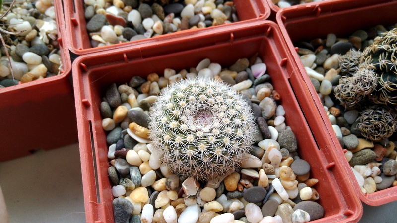 Cactus, green, large, container, nature, plant, plants, variation, indoor, Pot, flora, in a pot, close-up, house plant, plants in pots, spice, pot flowers