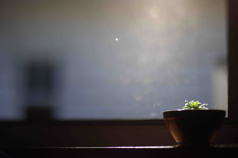 sunshine, flower, windowsill, 5K, selective focus, plant, sunburst, houseplant, potted plant, no people, freshness, holland, beauty in nature, table, united states