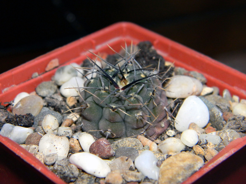 Succulent, tray, japanese food, Cactus, houseplants, selective focus, pot flowers, seafood, no people, closeup, gymnocalycium vatteri v, large, chinese food