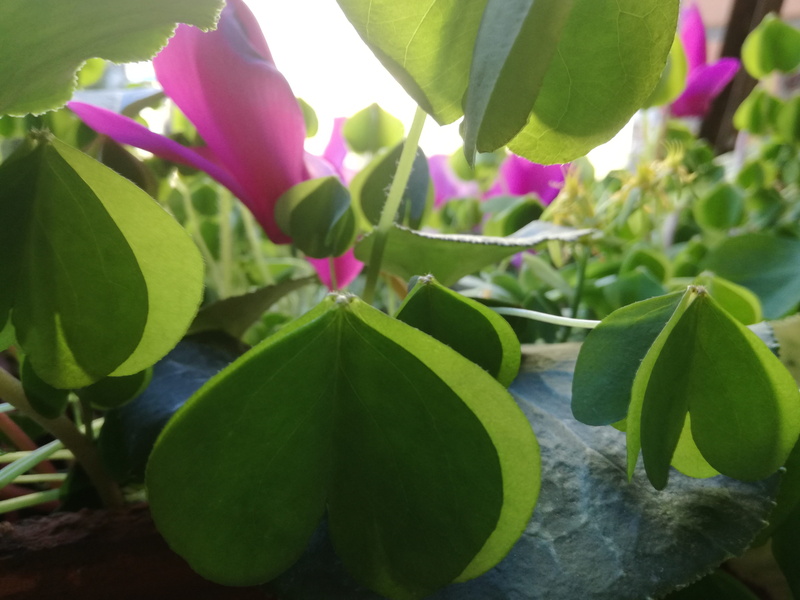 fragility, wind, nature, focus on foreground, day, outdoors, flowering plant, leaf, windowsill herbs, plant part, freshness, sunlight, green color, cary clover