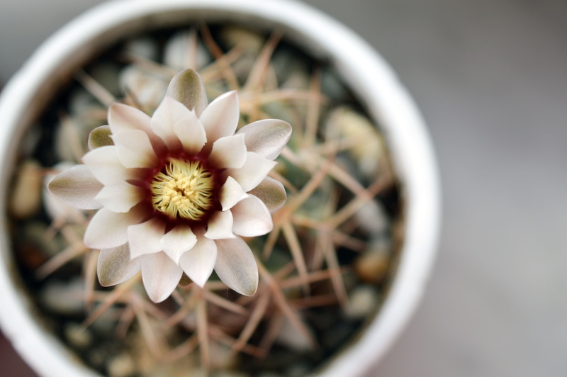 5K, no people, flowering cactus, flower, beauty in nature, house plant, wheel, focus on foreground, petal, Cactus Flower, vulnerability, outdoors, inflorescence