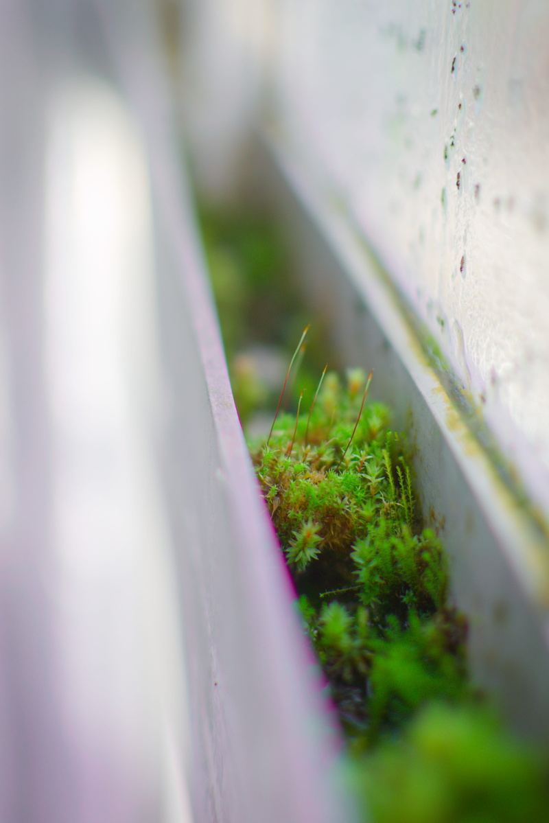 miniature, plant, greenhouse, tranquility, nature, built structure, grass, field, gardening, life, beauty in nature, no people, botany, green color, selective focus