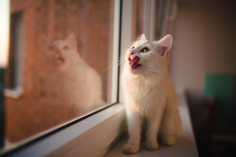 on the windowsill, 1080P, licked, white cat