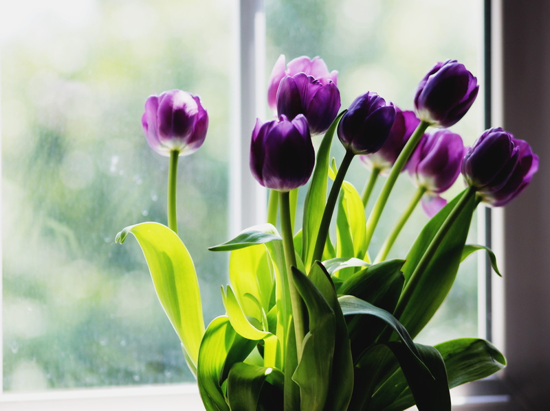 flower arrangement, no people, amaryllis, vulnerability, 4K, focus on foreground, crocus, beside, green, windowsill, leaf, nature, decor, freshness, tulips