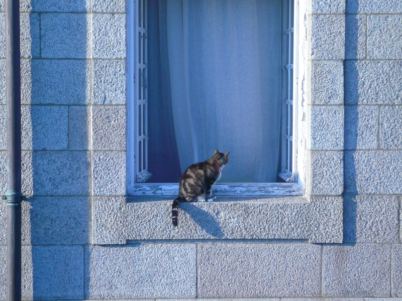 window sill, built structure, domestic animals, architecture, no people, wall - building feature, tabby, one animal, cat, vertebrate, domestic cat, pets