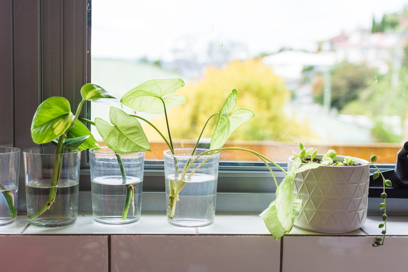 close-up, growth, australia, potted plant, day, food, windowsill, kitchen, 4K, green color, household equipment, leaf, plant, green, glass - material