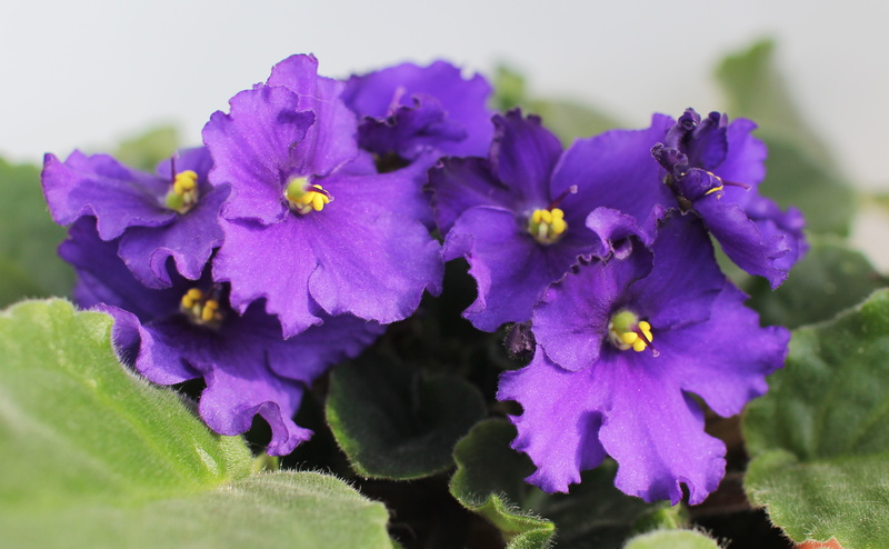 viola, outdoors, growth, flower head, nature, closeup, 4K, selective focus, beautiful, petal, sheet, leaf, springtime, bunch of flowers, bloom, no people
