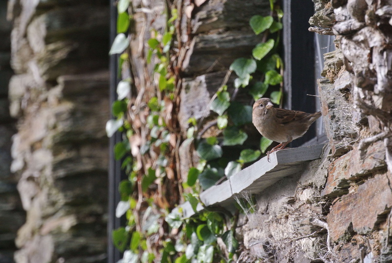 outdoors, animal, focus on foreground, tree trunk, brick, no people, animal themes, close-up, trunk, plants, wood - material, nature, sparrow, tree, 4K