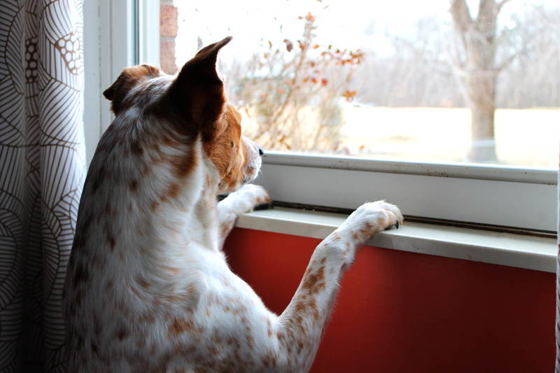 dog, one animal, erect, animal head, looking, no people, indoors, brown, watching, intent, framed, focus, look, feline, pets, mammal, animal, hopeful, drapes