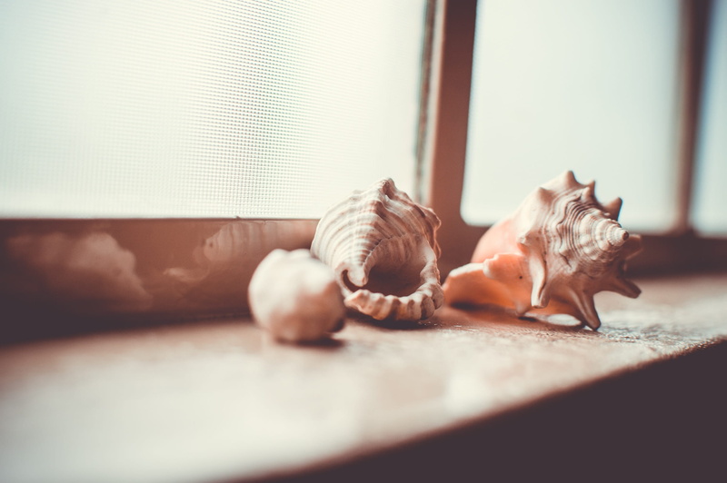 close-up, healthy eating, selective focus, conch, shells, flooring, frame, molluscs, sunlight, no people, window sill, collection, windowsill, still life