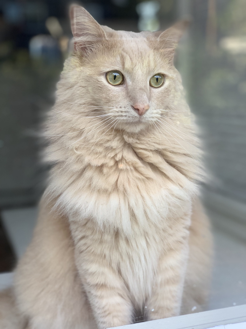 kitty, young, hair, domestic, looking, cute, fur, sitting, focus on foreground, adorable, pet, furry, close-up, kitten, blue, window, fluffy, one animal