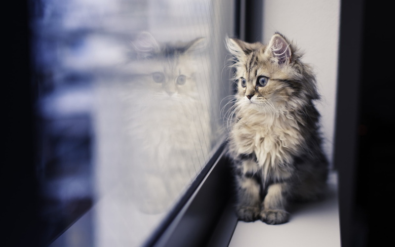 Window, tabby, gray, Looking, Cute, Sill, 1080P, Kitten