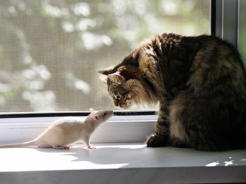 group of animals, indoors, striped, rodent, whisker, domestic Cat, food, white, animal themes, animal, mouse, playful, fur, tabby, sitting, two animals