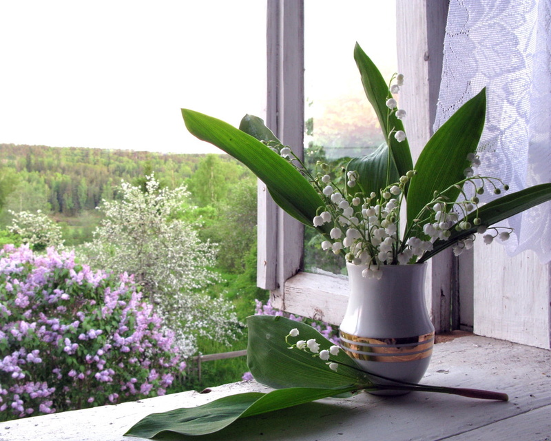 domestic Room, no People, vulnerability, freshness, formal Garden, blossom, tulip, close-up, spring, cactus, purple, white, sill, leafed, decoration, summer