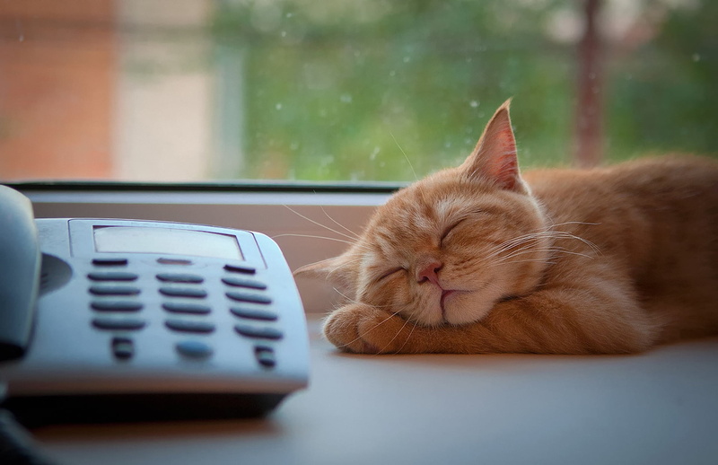 pets, animal Eye, persian cat, animal, ginger cat, window sill, sitting, sleeping, vertebrate, relaxation, paw, cute, looking, lying down, mammal, technology