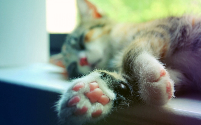 720P, calico, feline, no people, indoors, animal leg, cat, domestic animals, window sill, lying down, whisker, vertebrate, one animal, paw, animal, sleeping