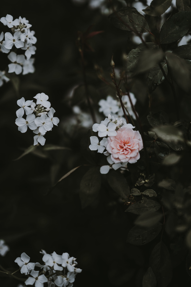day, close-up, pink color, selective, petal, focus, pale, fragility, white color, dark, flowers, pink, no people, 8K, rose, outdoors, tree, vulnerability