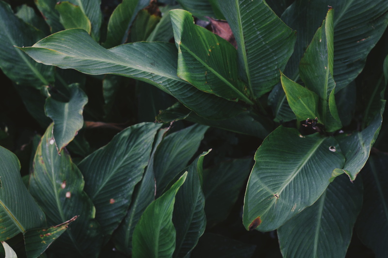 leaves, background, tranquility, flower, natural pattern, high angle view, green, leaf, nature, beauty in nature, full frame, growth, plant part, 5K
