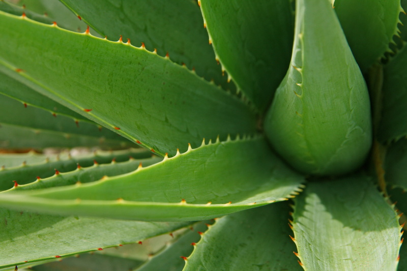 plant part, outdoors, aloe vera plant, shallow, foliage, freshness, herb, fresh, backgrounds, herbal medicine, leaf, natural, focus, aloe, herbal, green