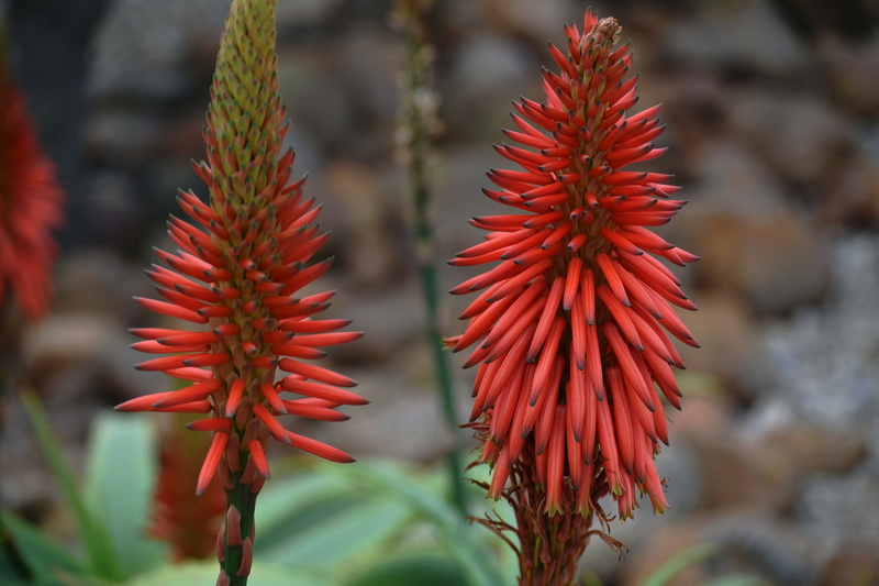beauty in nature, fragility, plant stem, drought-resistant, plant part, freshness, south african flora, coniferous tree, aloe, plant, vulnerability, petal