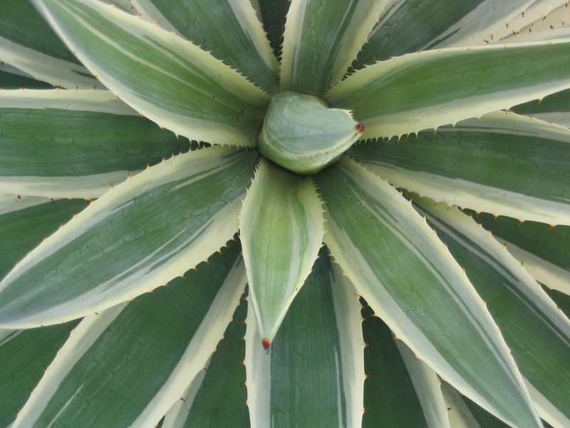 beauty in nature, day, leaf, backgrounds, full frame, growth, cactus, nature, green color, close-up, outdoors, freshness, desert, plant part, aloe, succulent plant