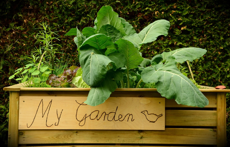 wooden box, no People, leaf, tray, communication, plant part, garden, text, nature, green, healthy, sign, kohl, food, outdoors, wooden, green plant, herb