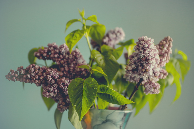 violet, no people, green, plants, vase, branch, clear, blossom, studio shot, blooming, selective focus, beauty in nature, bloom, garden, freshness, green color