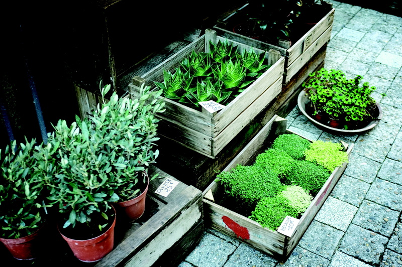 no people, organic, brown, nature, green, succulents, plant nursery, retail, herb, variation, plant, lettuce, flower pot, for sale, flora, olive plants