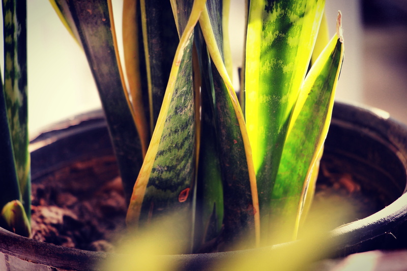 plant part, focus on foreground, succulent plant, outdoors, sunlight, medicine, day, potted plant, 4K, green color, land, nature, kabul, plant, beauty in nature