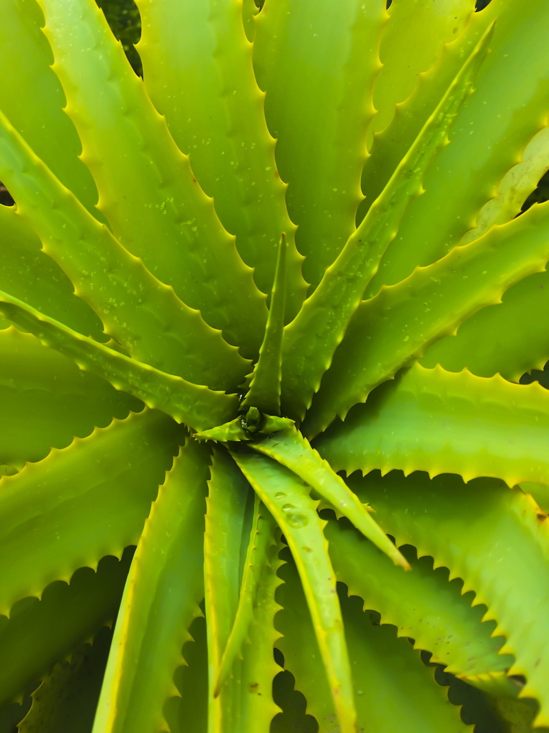 aloe vera, aloe, plant, flora, 2K, desert, natural pattern, treatment, aloe vera plant, pattern, nature, succulent, succulent plant, alternative, backgrounds