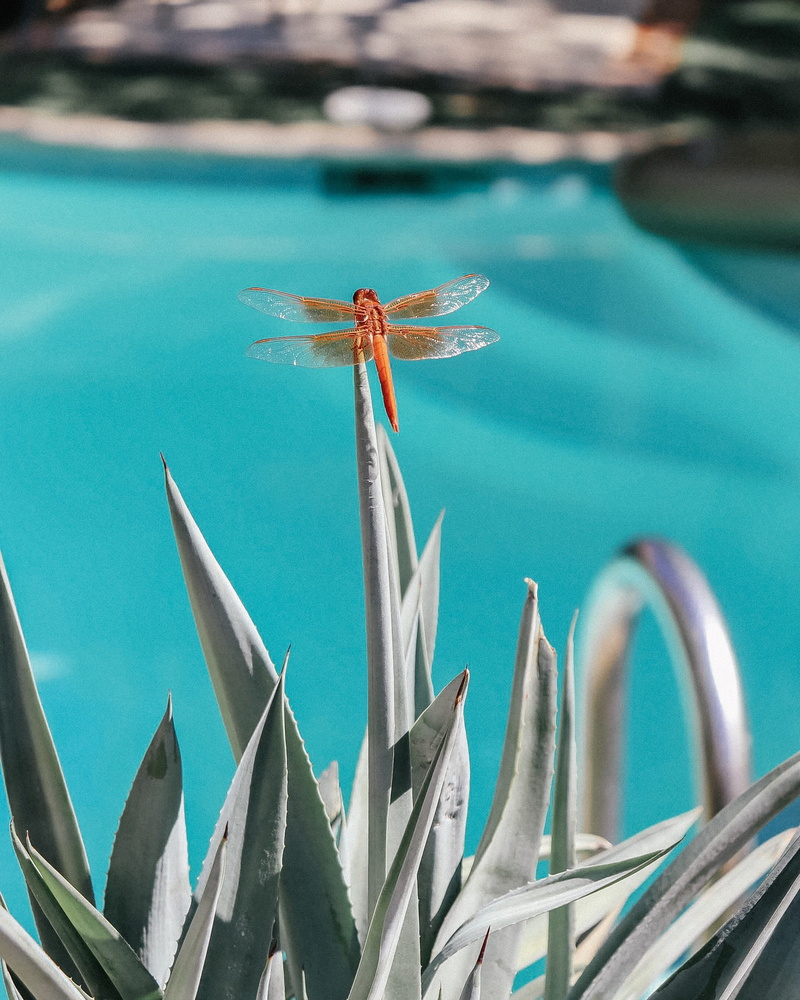 cactus, insect, closeup, plant part, close-up, outdoors, leaf, one animal, palm springs, orange, turquoise colored, pool, aloe vera, swimming pool, focus on foreground