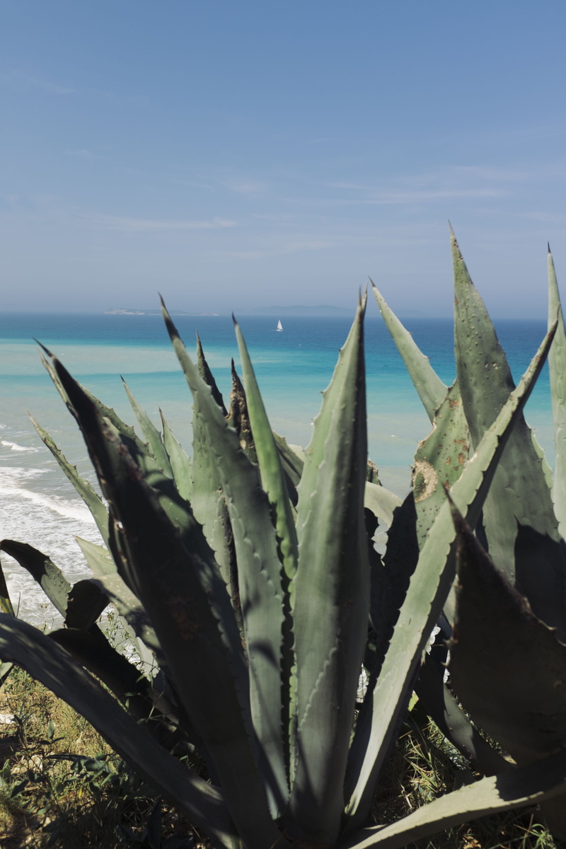 focus on foreground, cactus, spiky, aloe, greece, sky, beach, no people, ship, plant, 4K, summer, water, close-up, nature, day, green color, corfu, aloe vera plant