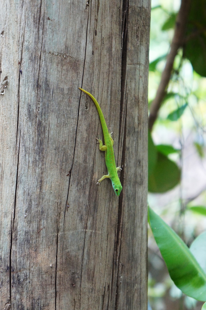 insect, Plant, close up, one animal, green, Cactus, day, caribbean, wood - material, Agave, green color, tropical, aloe vera, close-up, animal wildlife