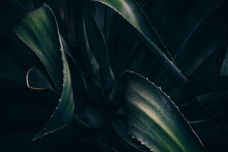 plant, growth, no people, field, nature, aloe vera plant, cactus, aloe, outdoors, green color, beauty in nature, agriculture, indoors, 5K, succulent plant