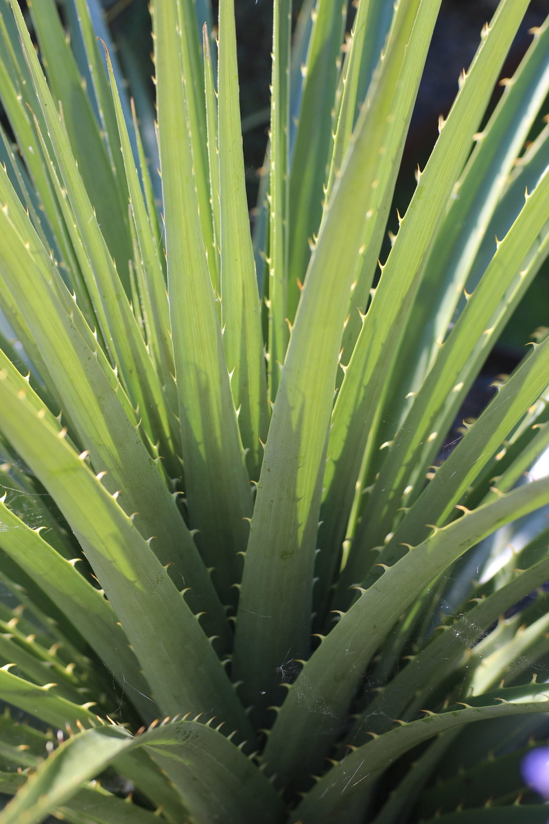 aloe vera plant, close-up, spike, green color, backgrounds, no people, green, day, beauty in nature, cactus, succulent plant, nature, 2K, full frame, aloe