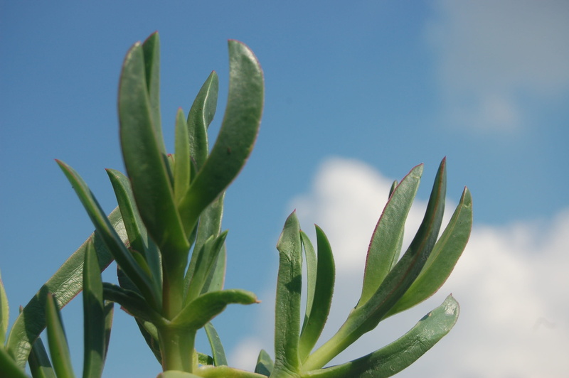 sky, growth, food and drink, cactus, leaf, succulent plant, close-up, outdoors, plant, food, sunlight, focus on foreground, hottentot fig, plant part, aloe vera plant