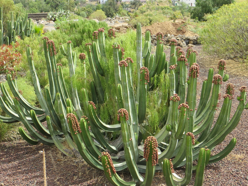 desert plant, 4K, cactus, plant, tranquility, growth, outdoors, tenerife, beauty in nature, aloe vera plant, no people, prickly, day, scenics - nature