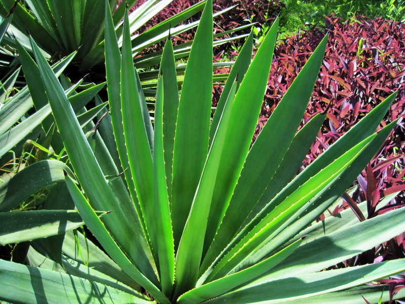 Spiky, day, Sisal, Base, succulent plant, growth, high angle view, 1080P, land, thick, plant part, Leaves, no people, beauty in nature, full frame, backgrounds