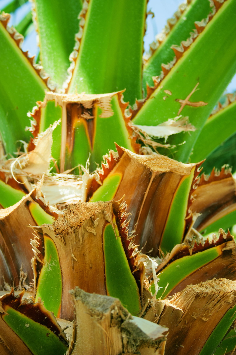 green color, beauty in nature, green, leaves, tree, nature, cut, aloe vera plant, thorn, spiked, focus on foreground, detail, selective focus, spiky, plant part