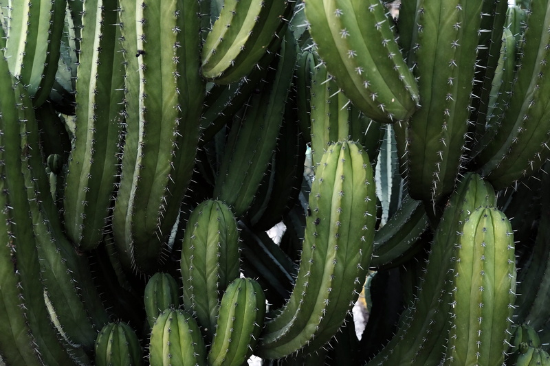 close-up, backgrounds, no people, cacti forest, succulent plant, green color, cacti, big, barcelona, 4K, green, park, full frame, sharp, leaf, natural pattern