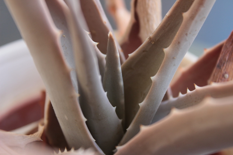 body part, science, food, food and drink, day, aloe, plant, indoors, growth, macro, healthcare and medicine, 5K, hygiene, closeup, nature, beauty in nature