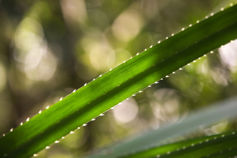 spike, plant, day, gift, floral, aloe vera plant, life, focus on foreground, stem, bright, garden, spring, white, grass, decoration, growth, still, season