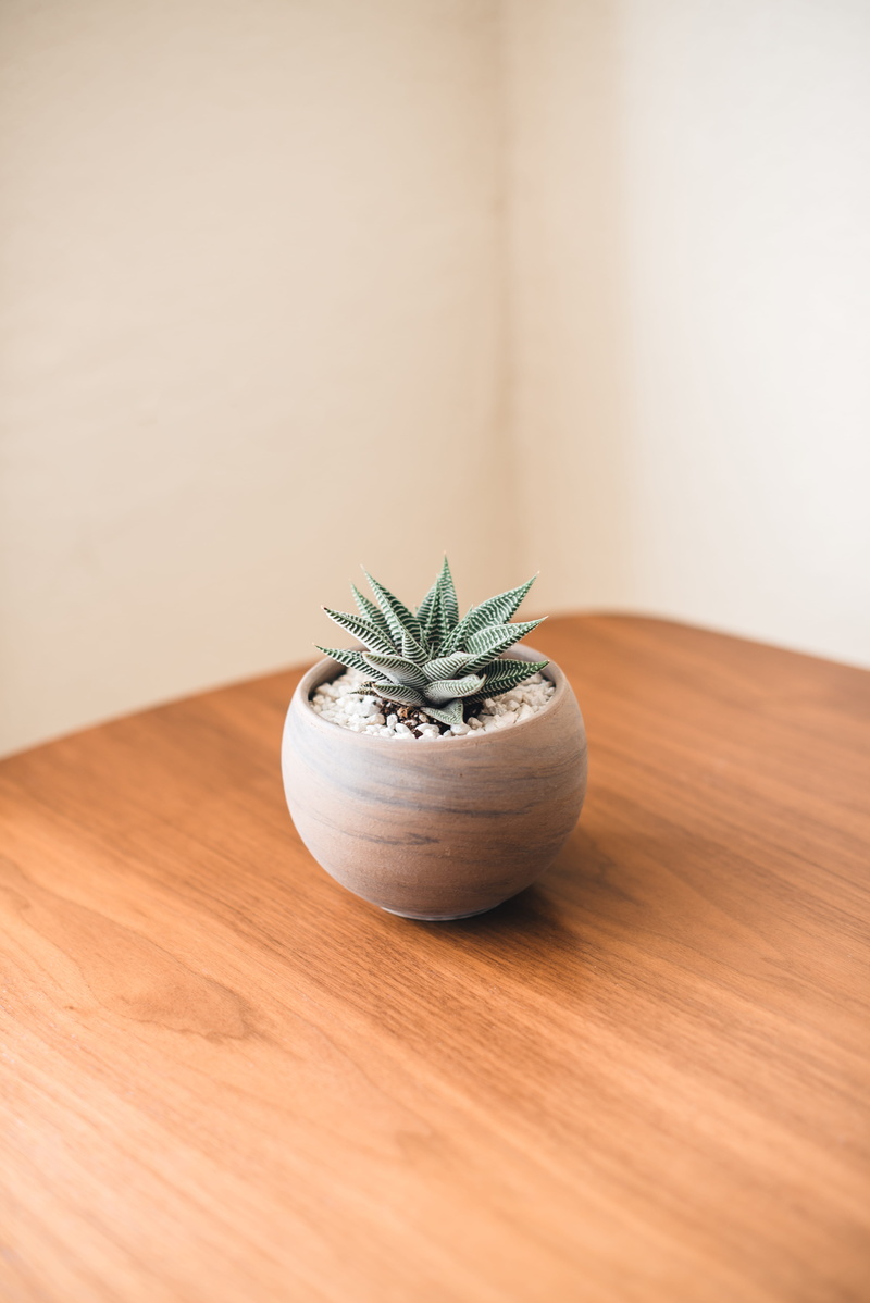 nature, green, selective focus, 5K, workspace, stone, food and drink, close-up, wooden, aloe, green color, no people, freshness, pot, healthy eating, food